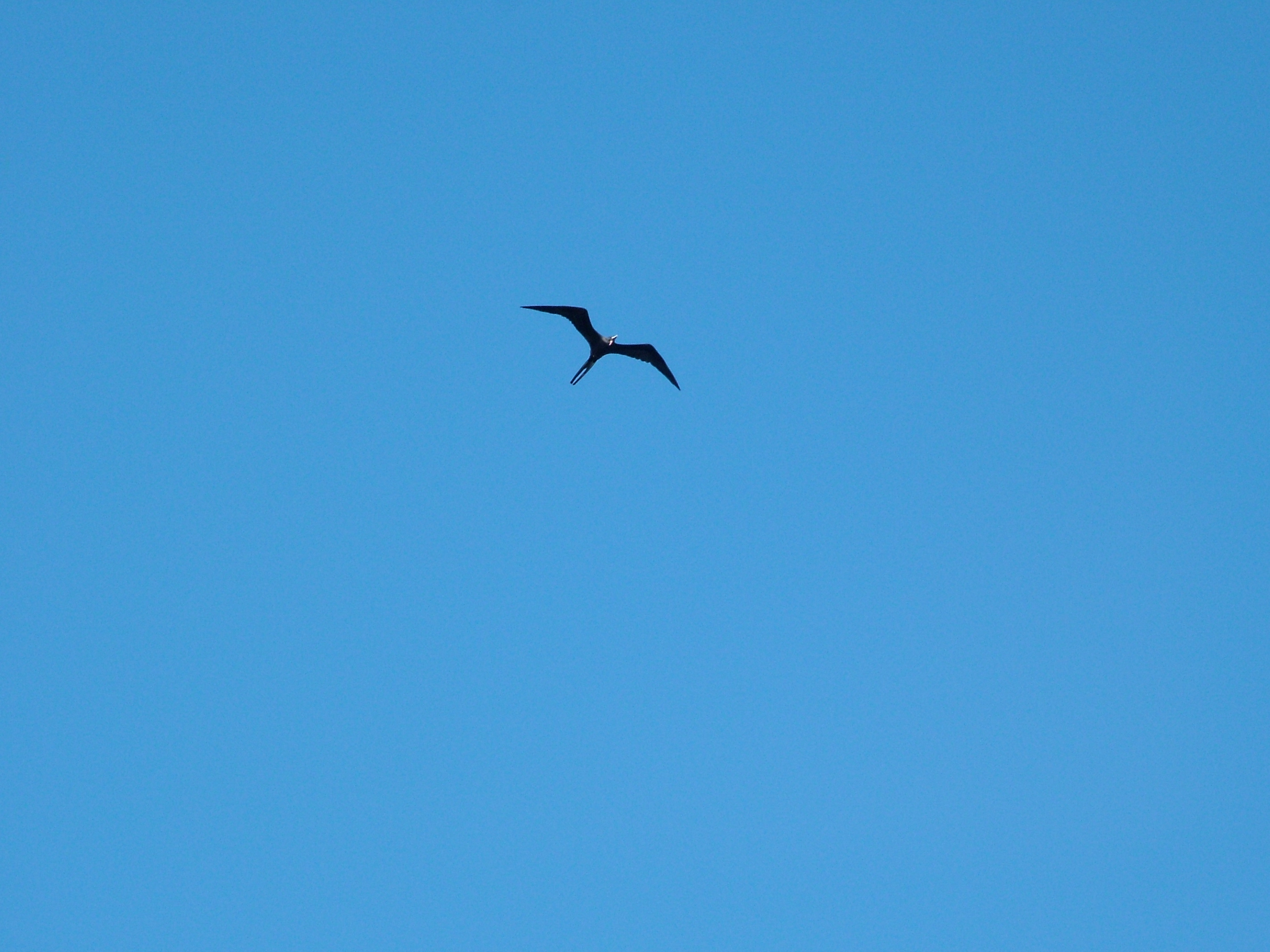Magnificent Frigatebird, Dominica, 2007