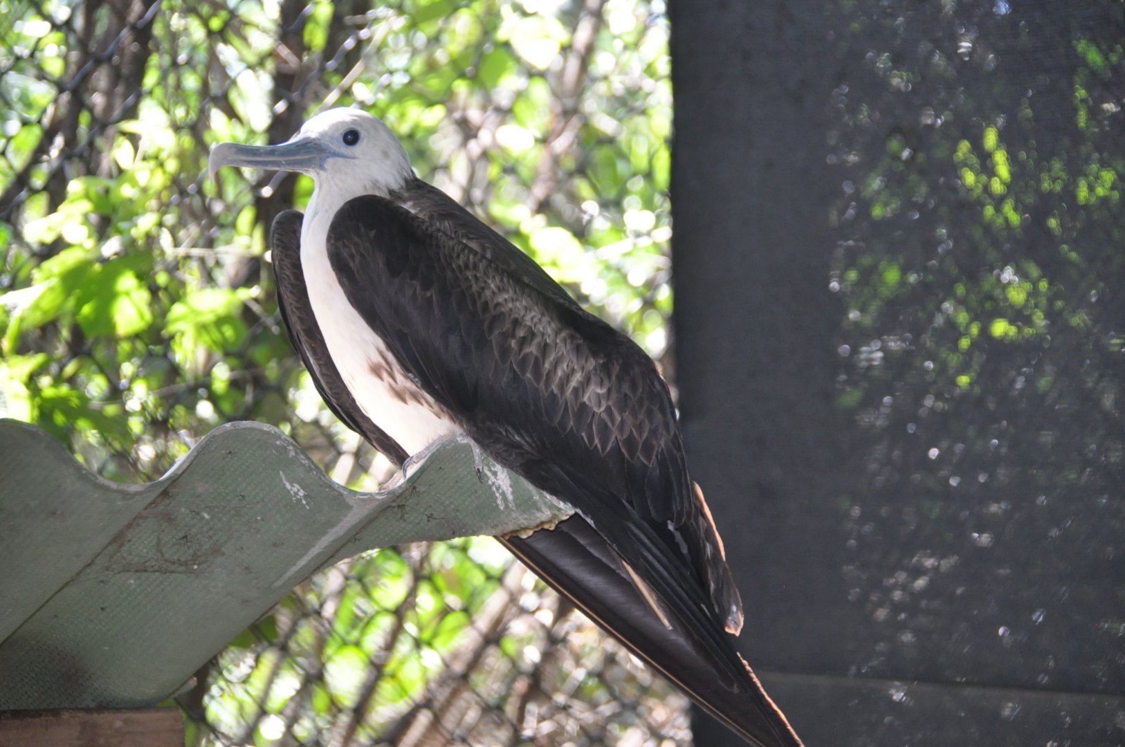 Magnificent frigatebird / Fregata magnificens
