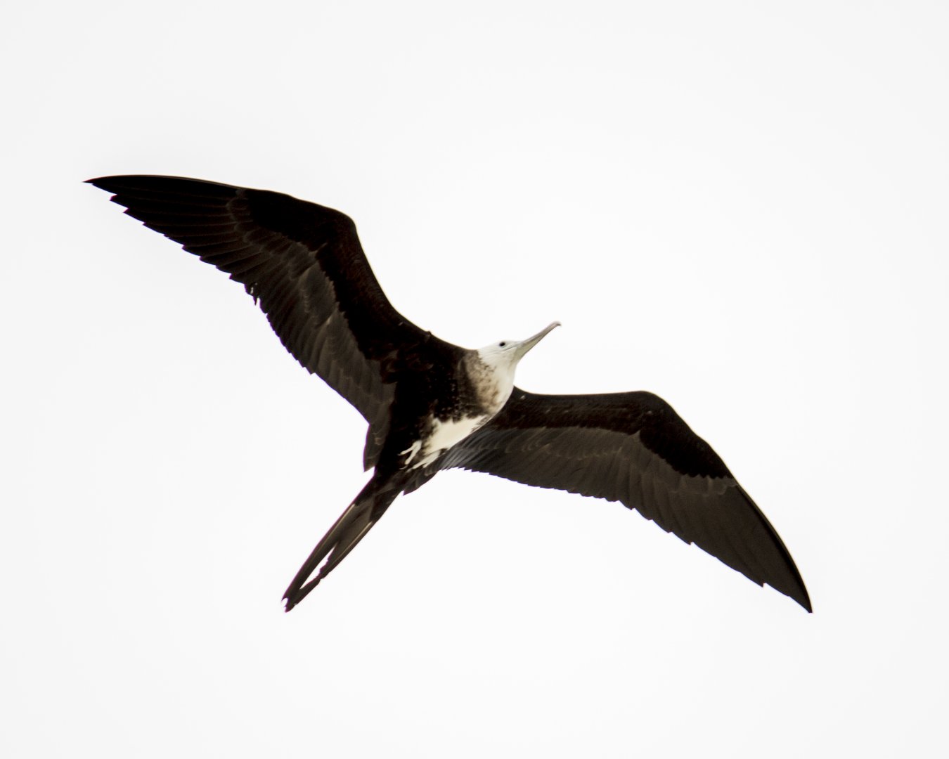 Magnificent frigatebird, Fregata magnificens