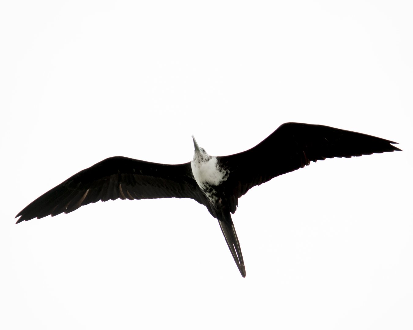 Magnificent frigatebird, Fregata magnificens