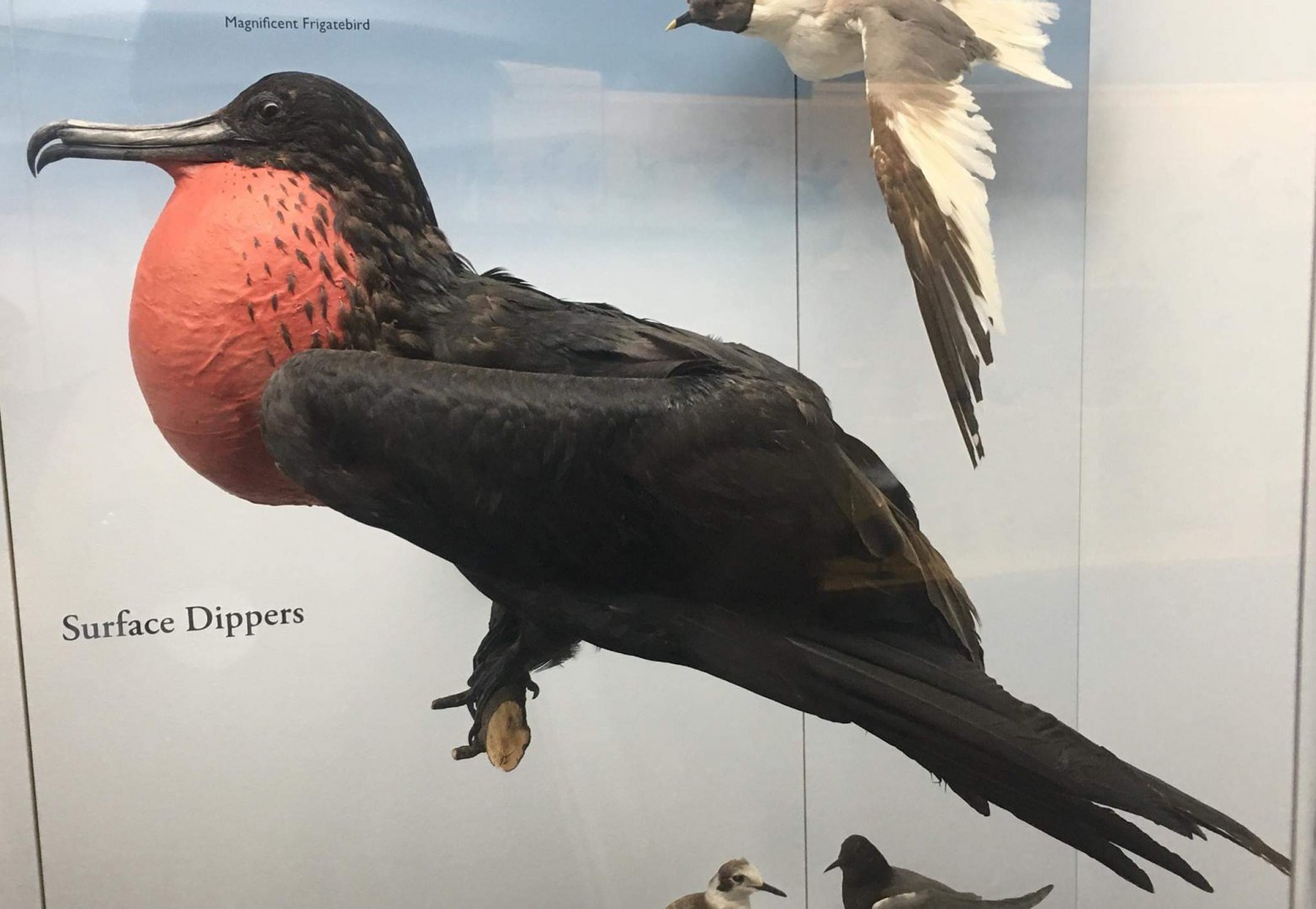 Magnificent frigatebird (Fregata magnificens)