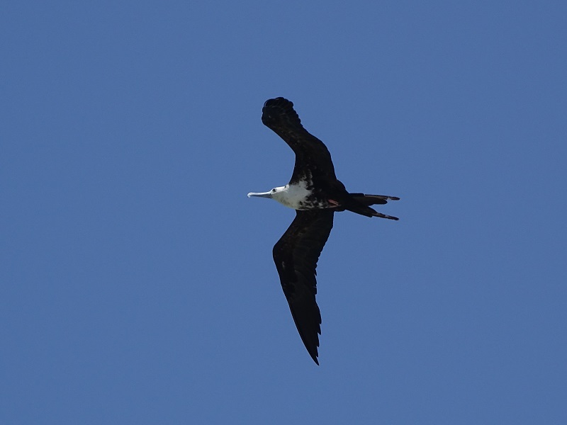 Magnificent frigatebird (Fregata magnificens)