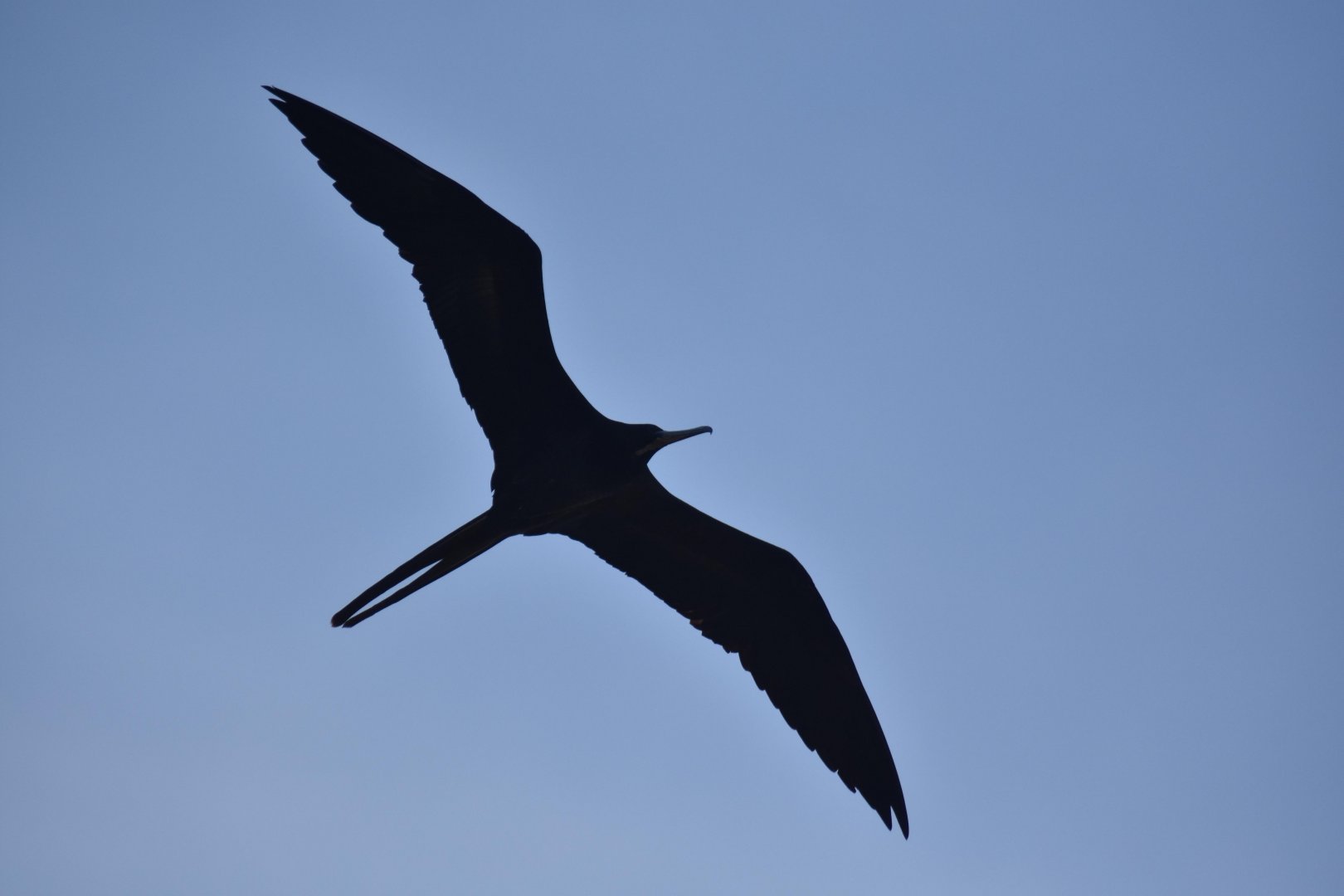 Magnificent Frigatebird (Fregata magnificens)