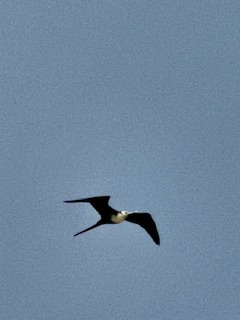 Magnificent frigatebird (Fregata magnificens)