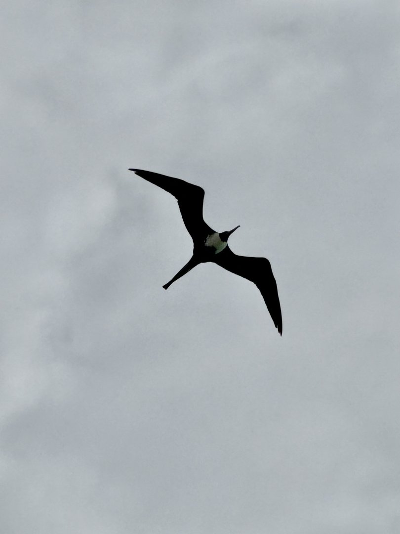 Magnificent frigatebird (Fregata magnificens)
