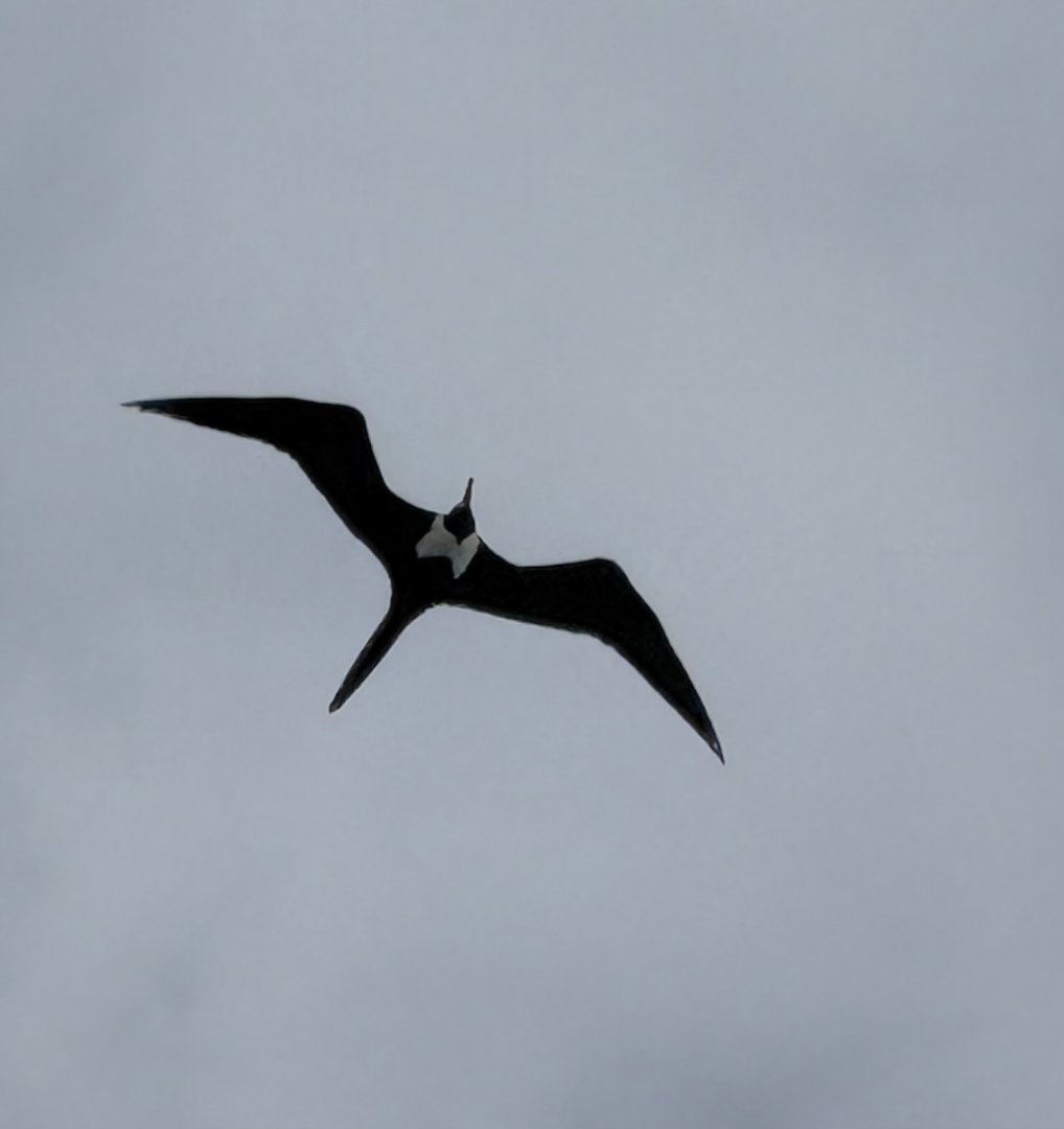 Magnificent frigatebird (Fregata magnificens)