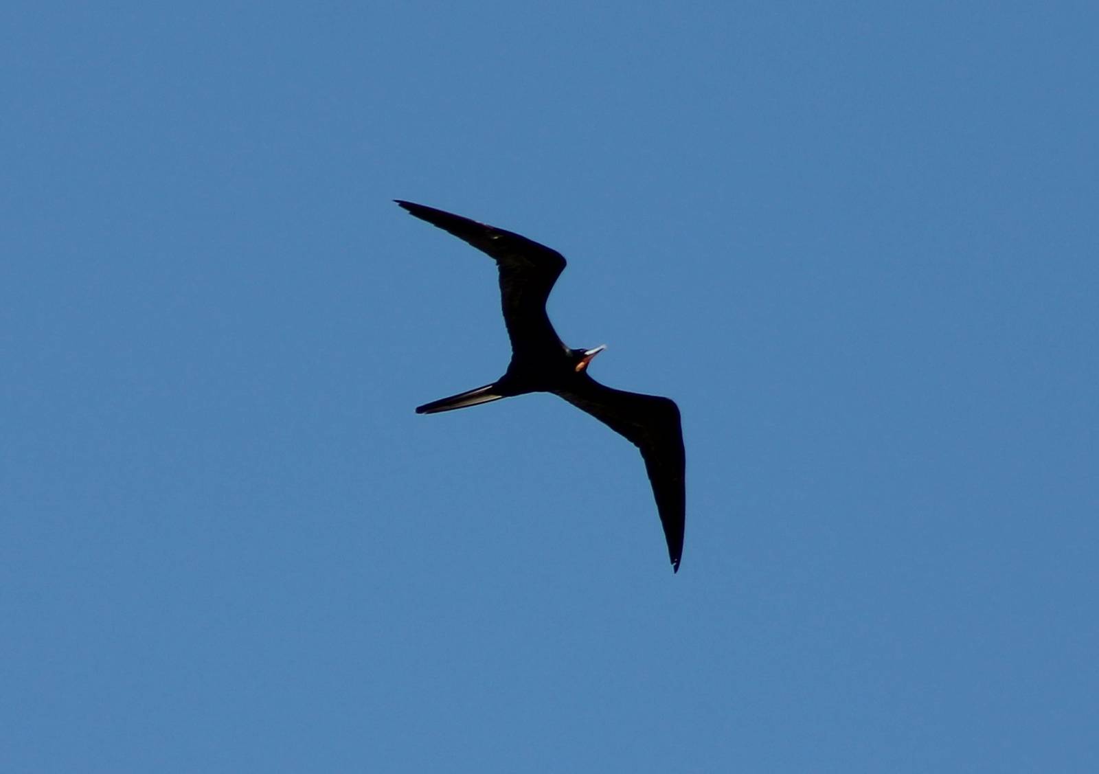 Magnificent frigatebird male