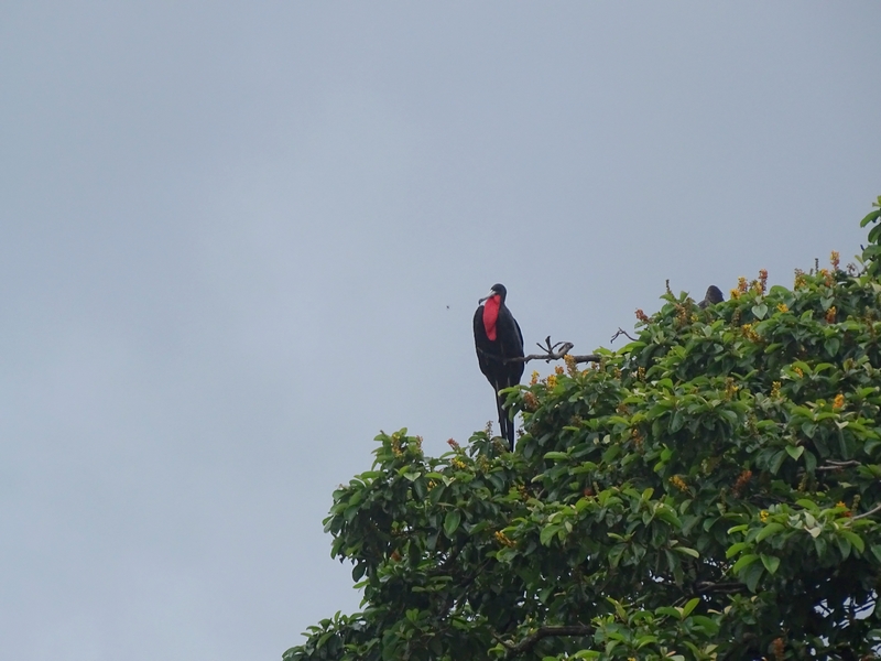 Magnificent frigatebird male