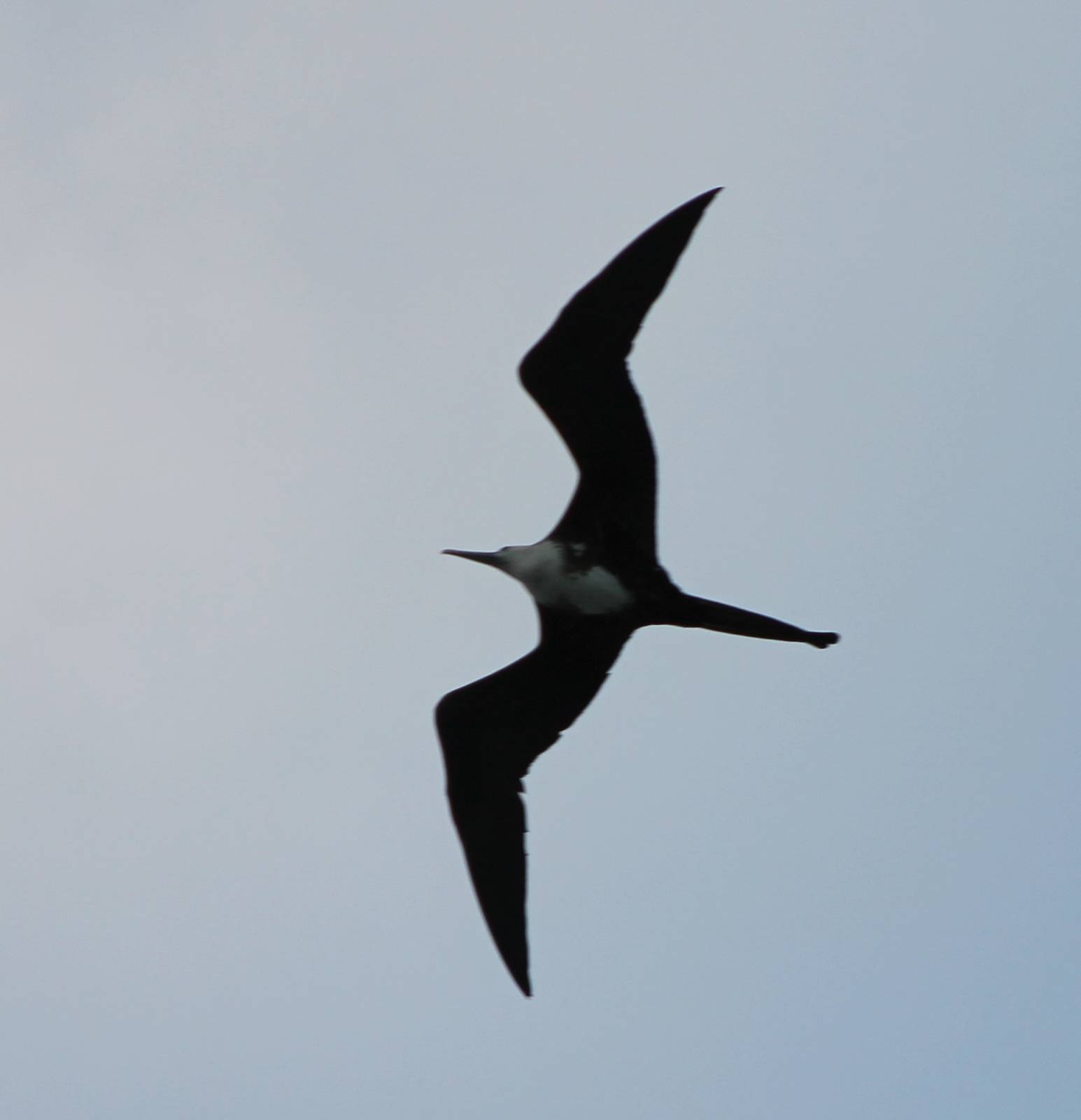 Magnificent frigatebird