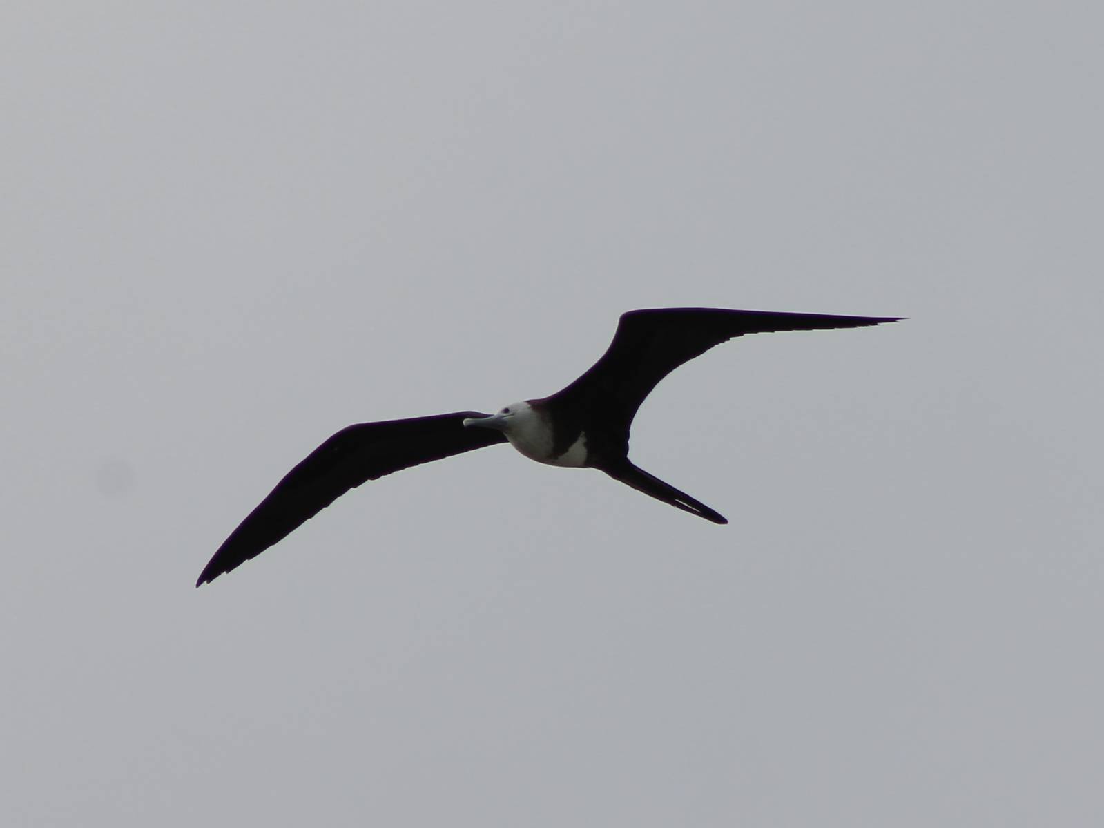 Magnificent frigatebird