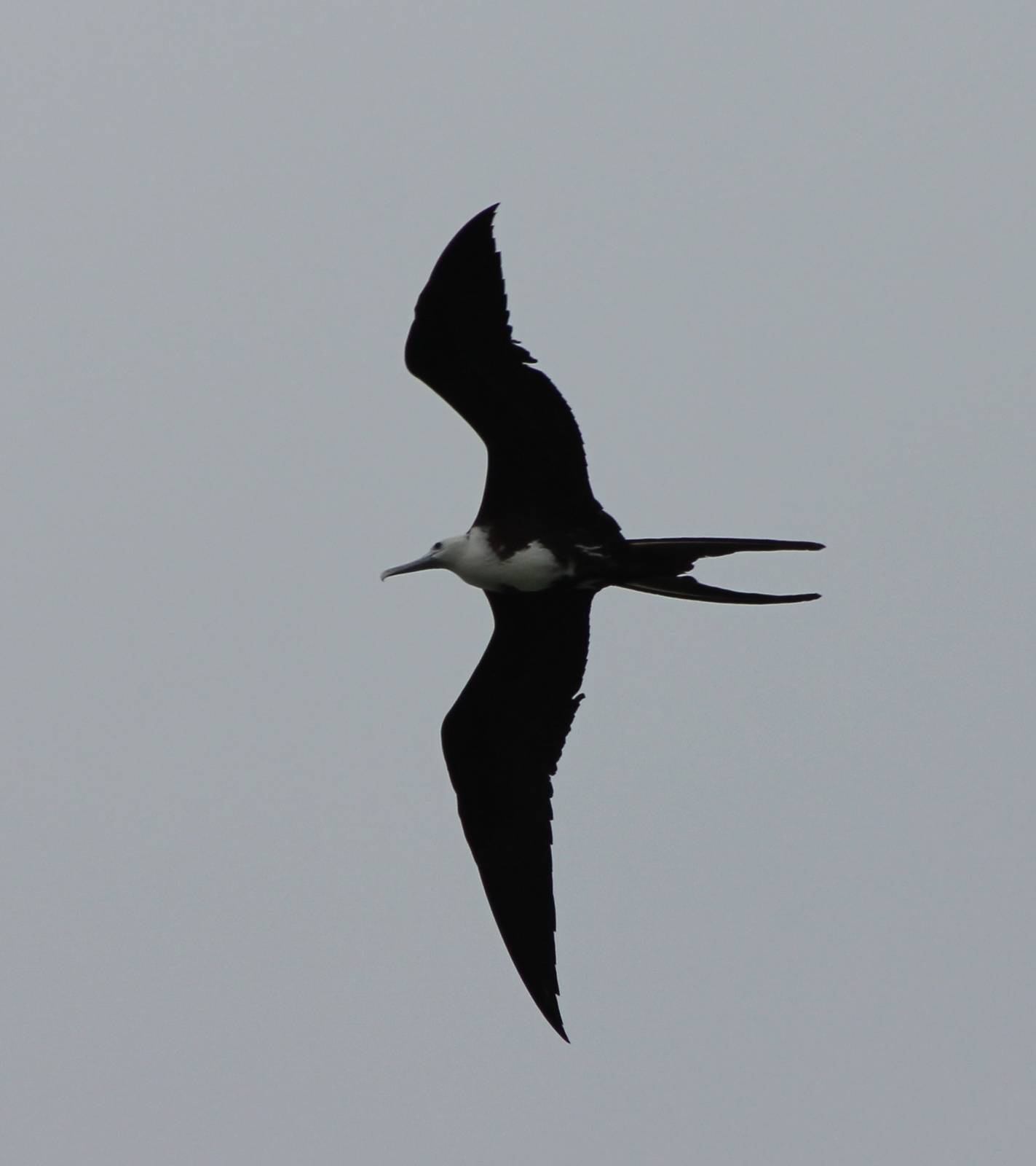 Magnificent frigatebird