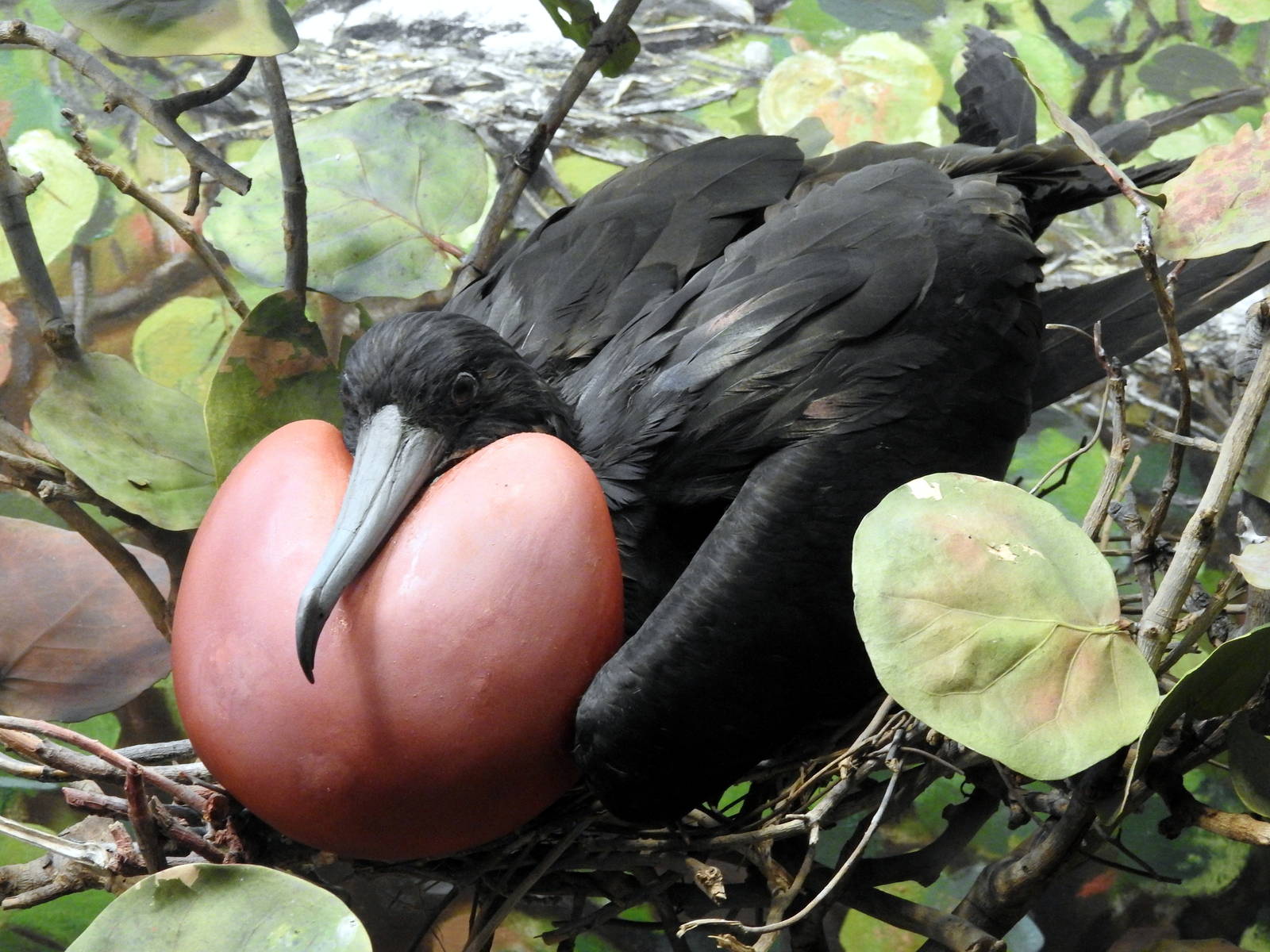 Magnificent frigatebird