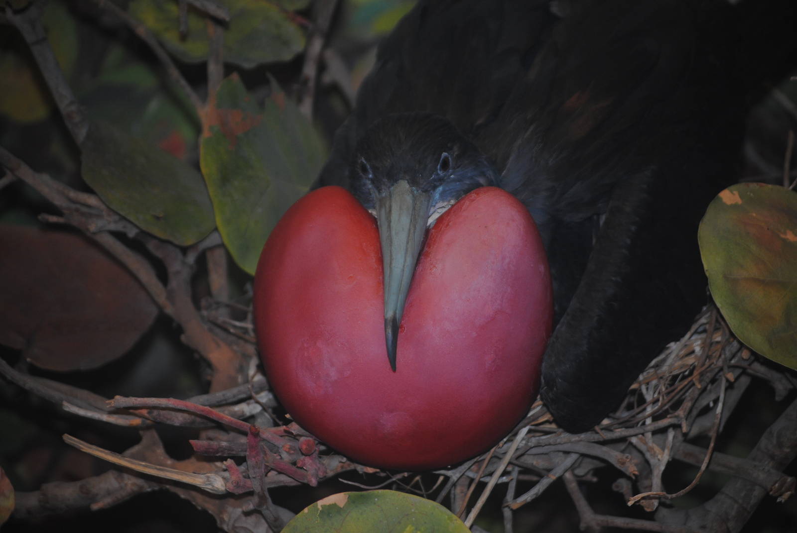Magnificent Frigatebird