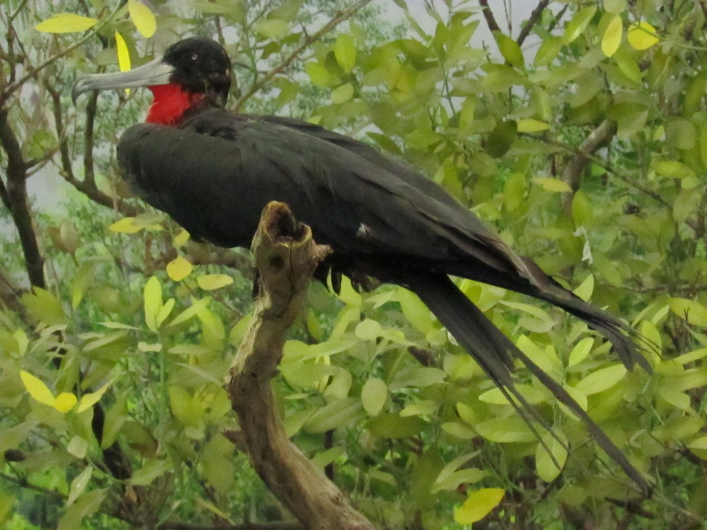 Magnificent Frigatebird
