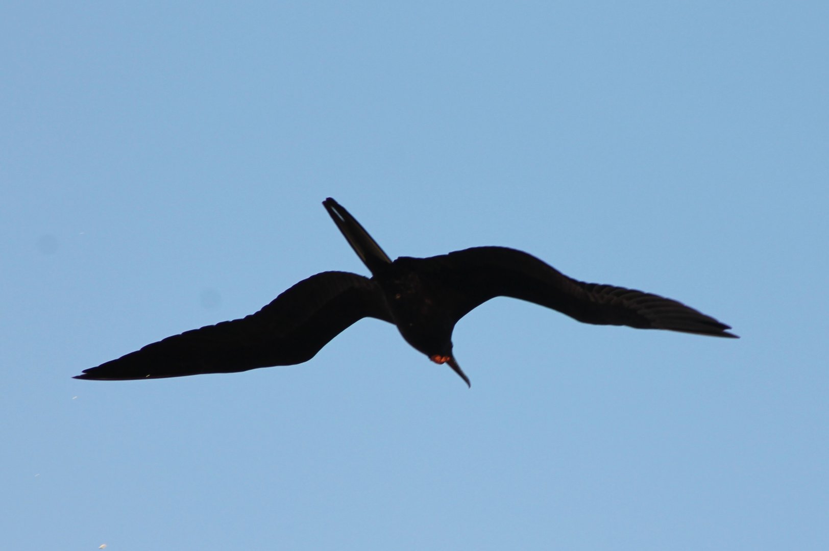 Magnificent frigatebird