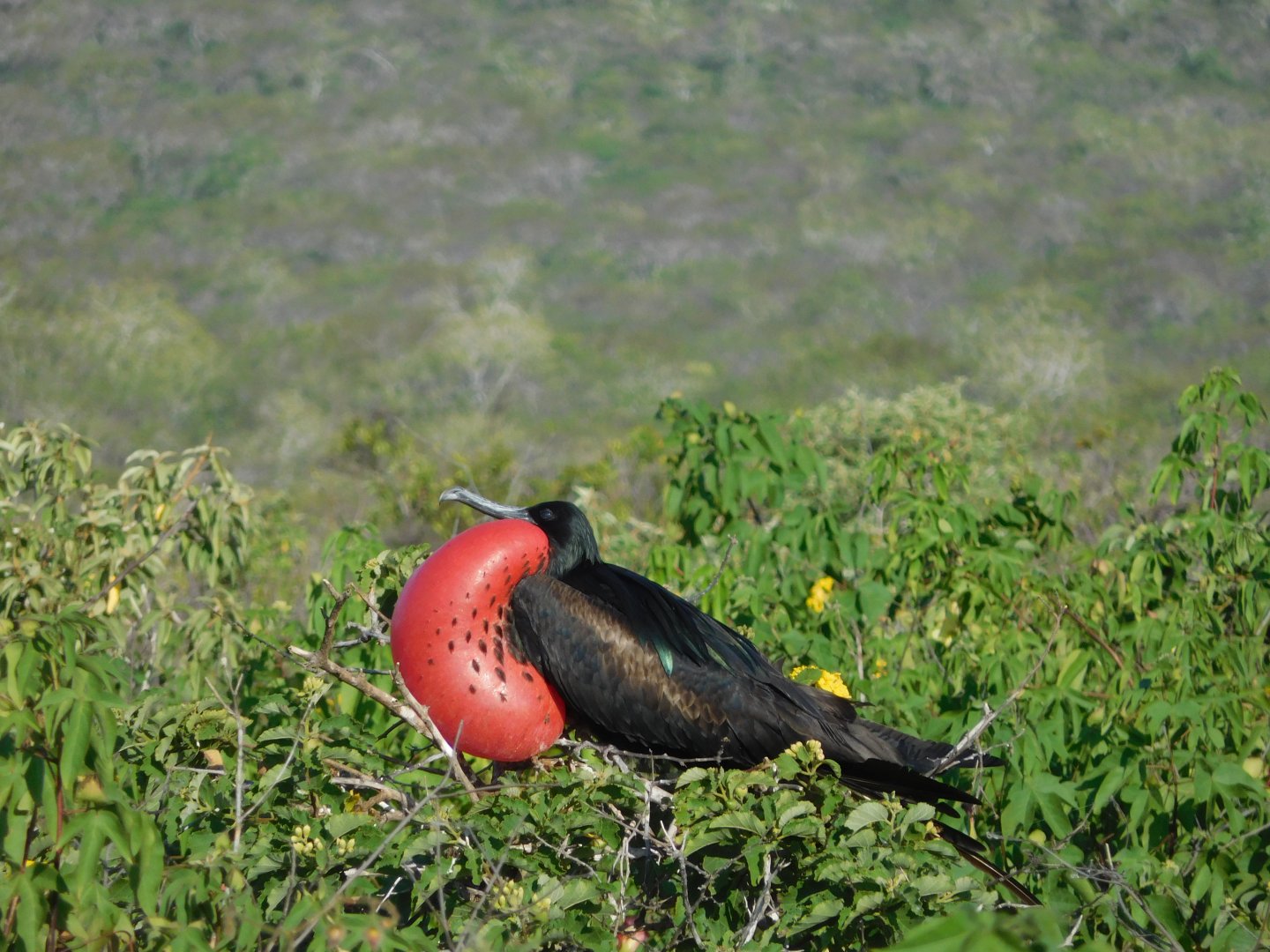 Magnificent Frigatebird