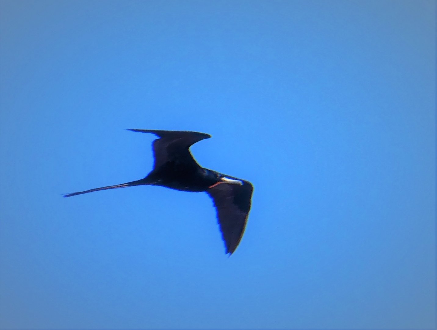 Magnificent Frigatebird