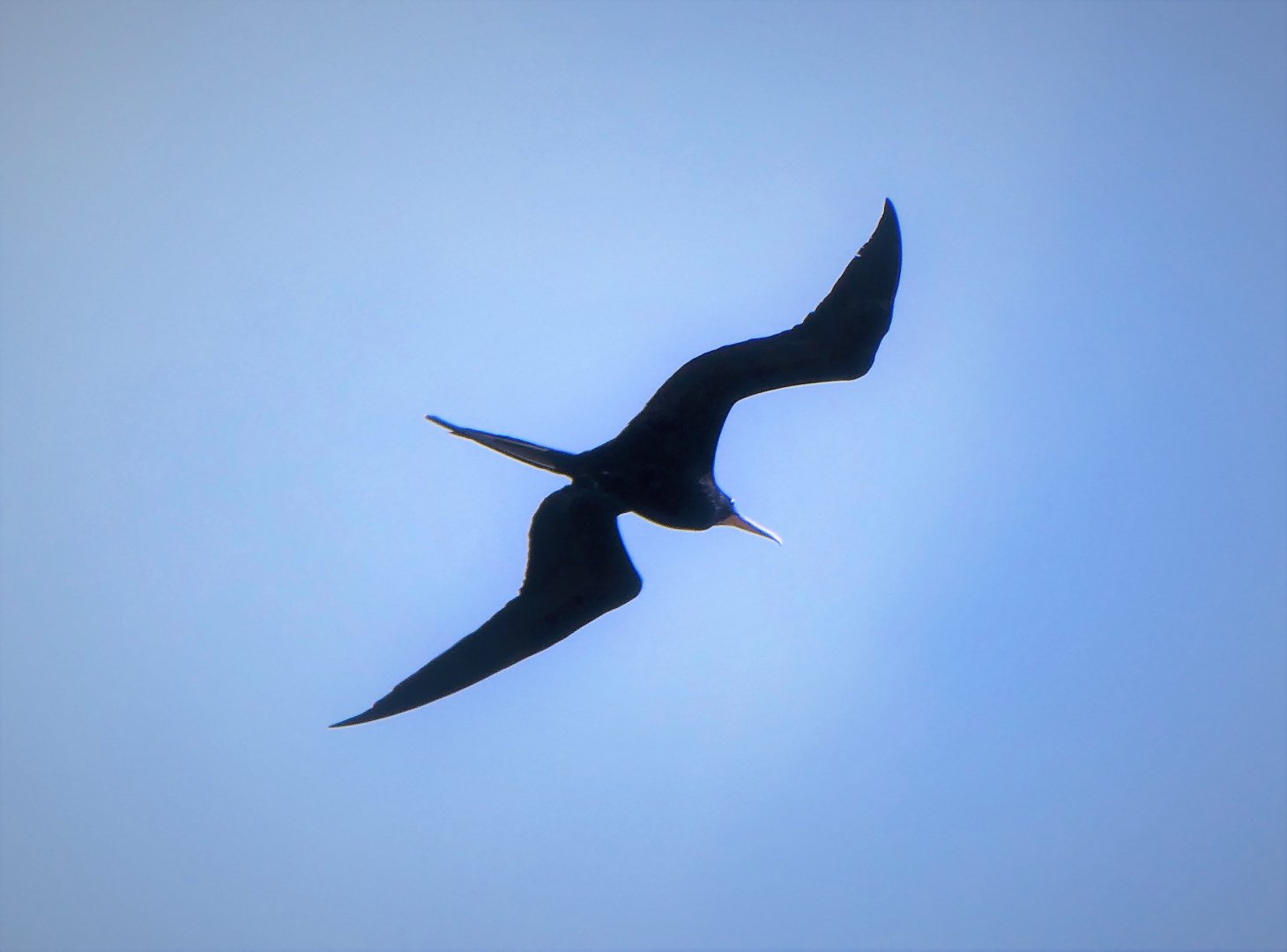 Magnificent Frigatebird
