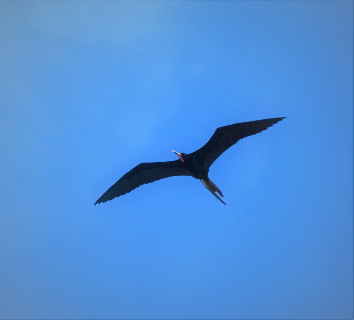 Magnificent Frigatebird