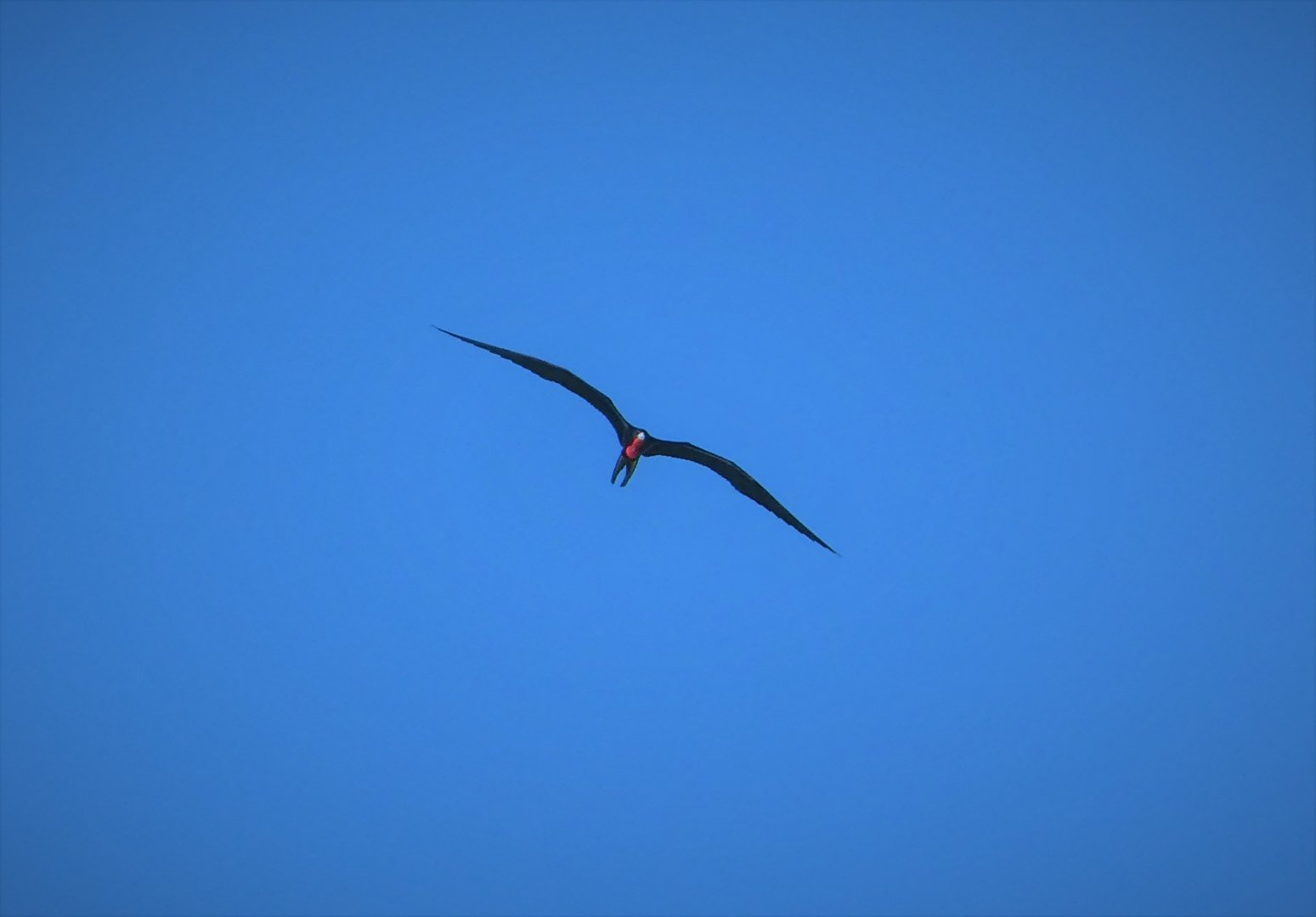 Magnificent Frigatebird