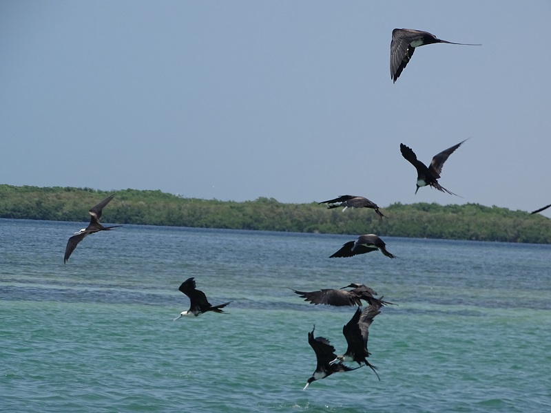 Magnificent frigatebirds (Fregata magnificens)
