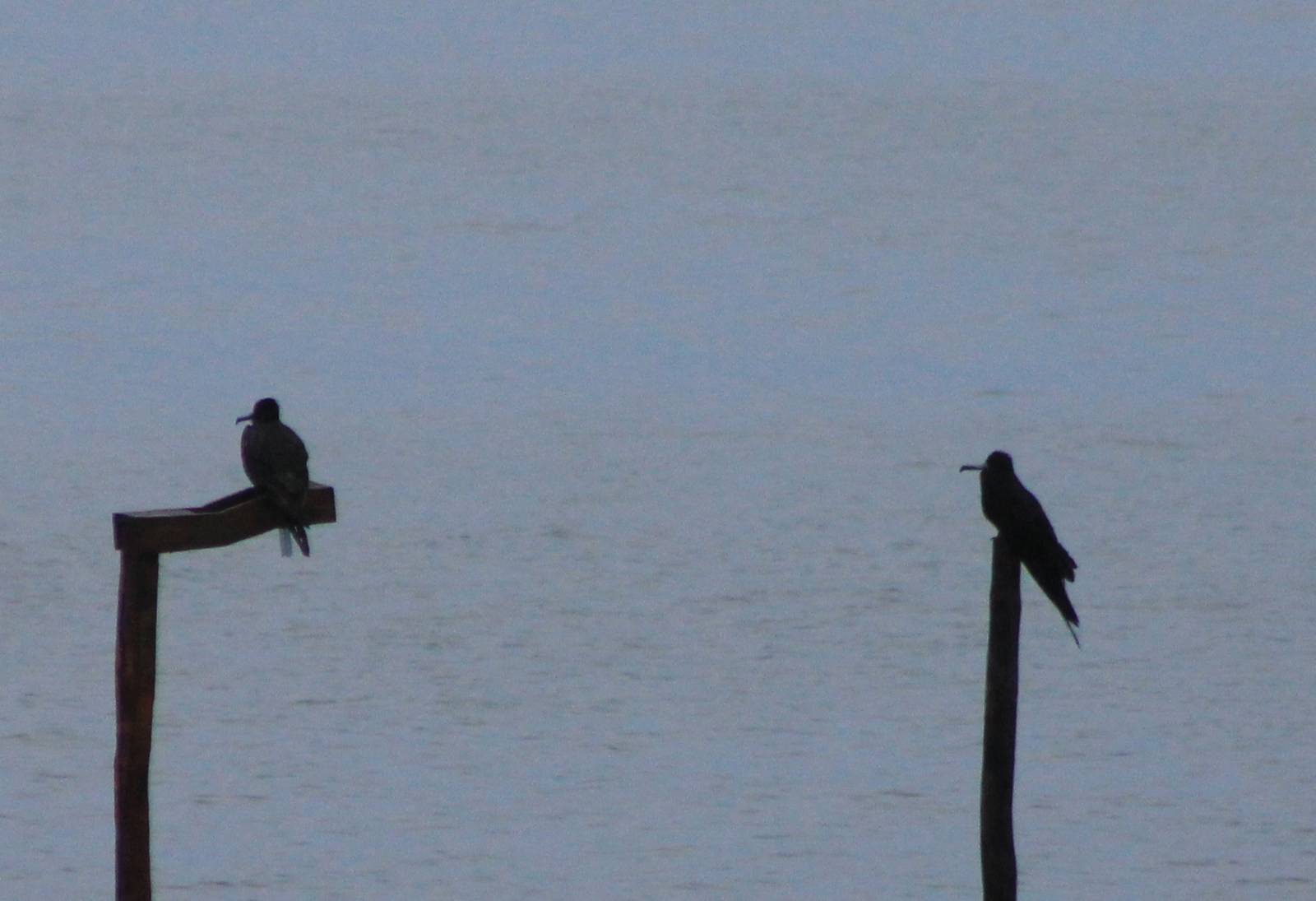 Magnificent frigatebirds