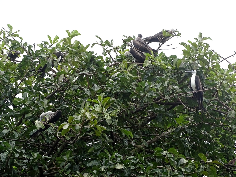 Magnificent frigatebirds