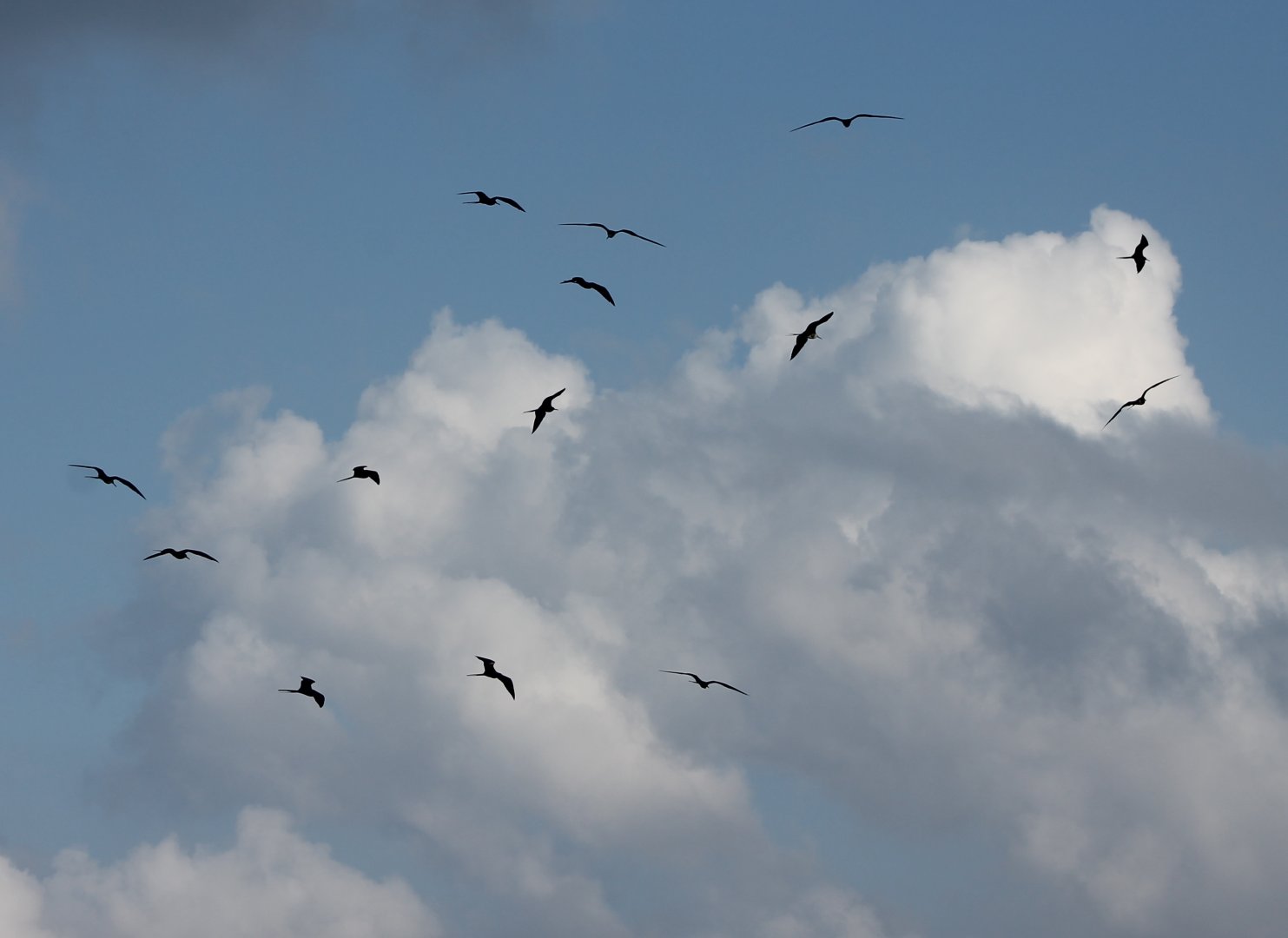 Magnificent frigatebirds