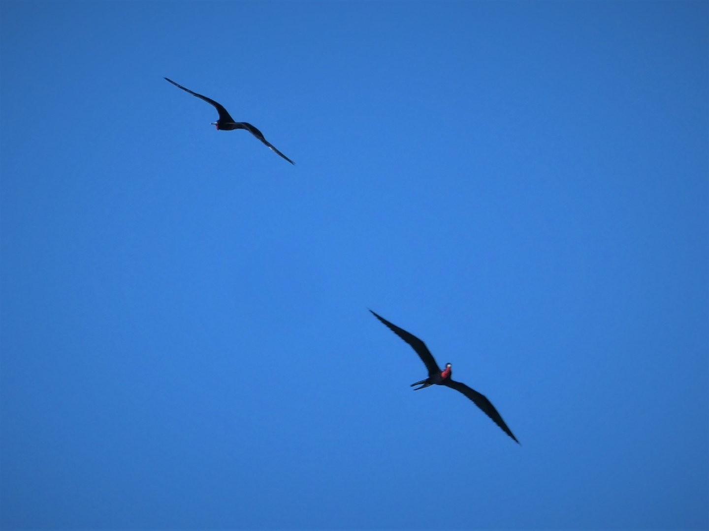 Magnificent Frigatebirds