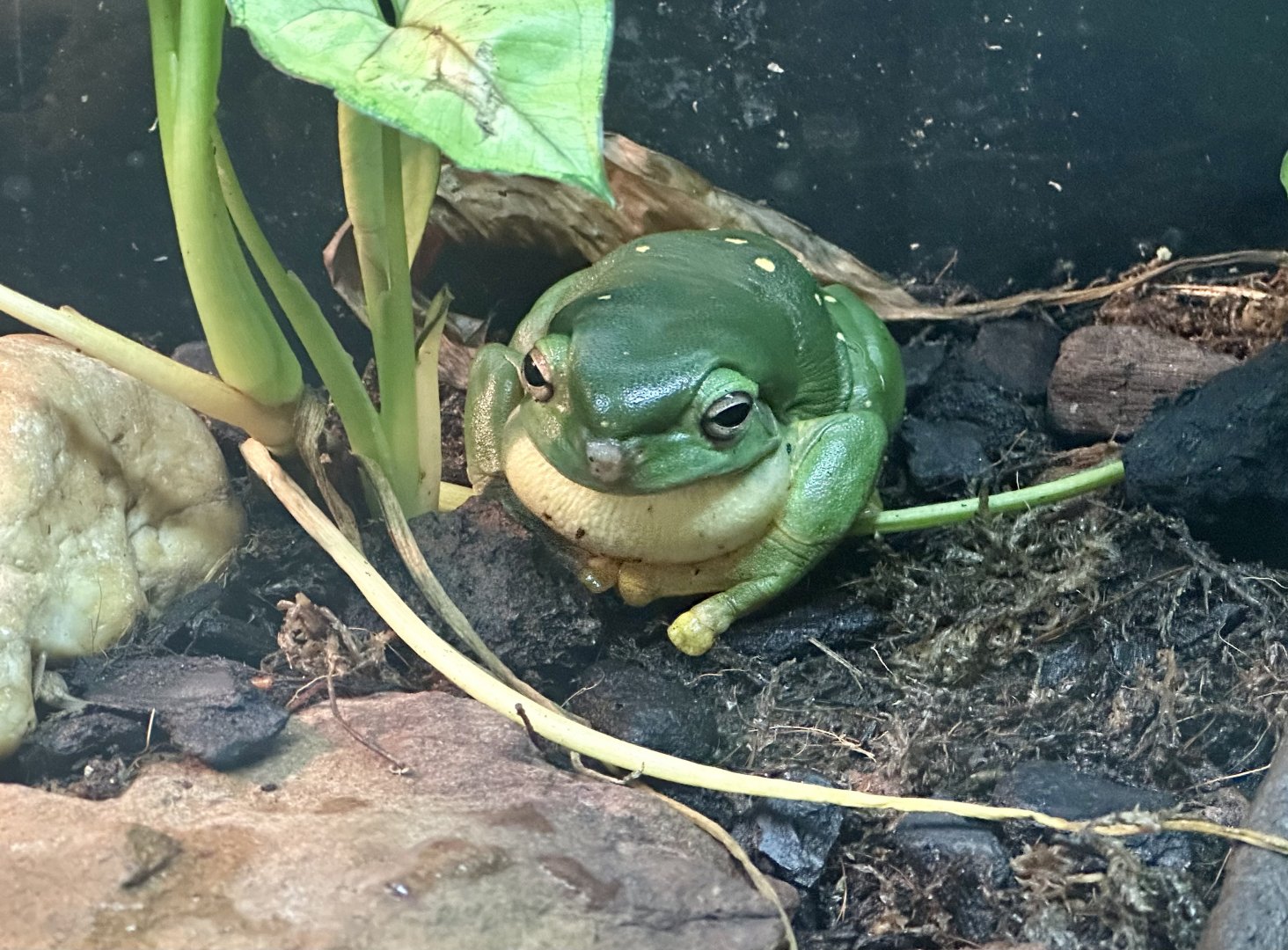Magnificent frog (Litoria splendida)