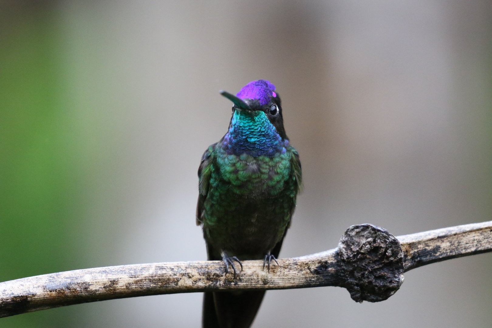 Magnificent Hummingbird