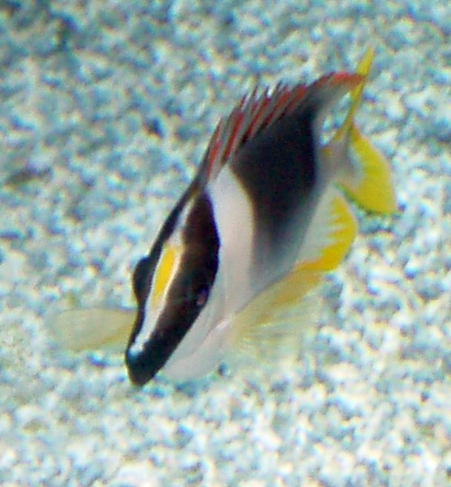Magnificent Rabbitfish (Siganus magnificus)