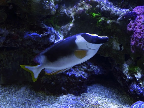 Magnificent rabbitfish (Siganus magnificus)
