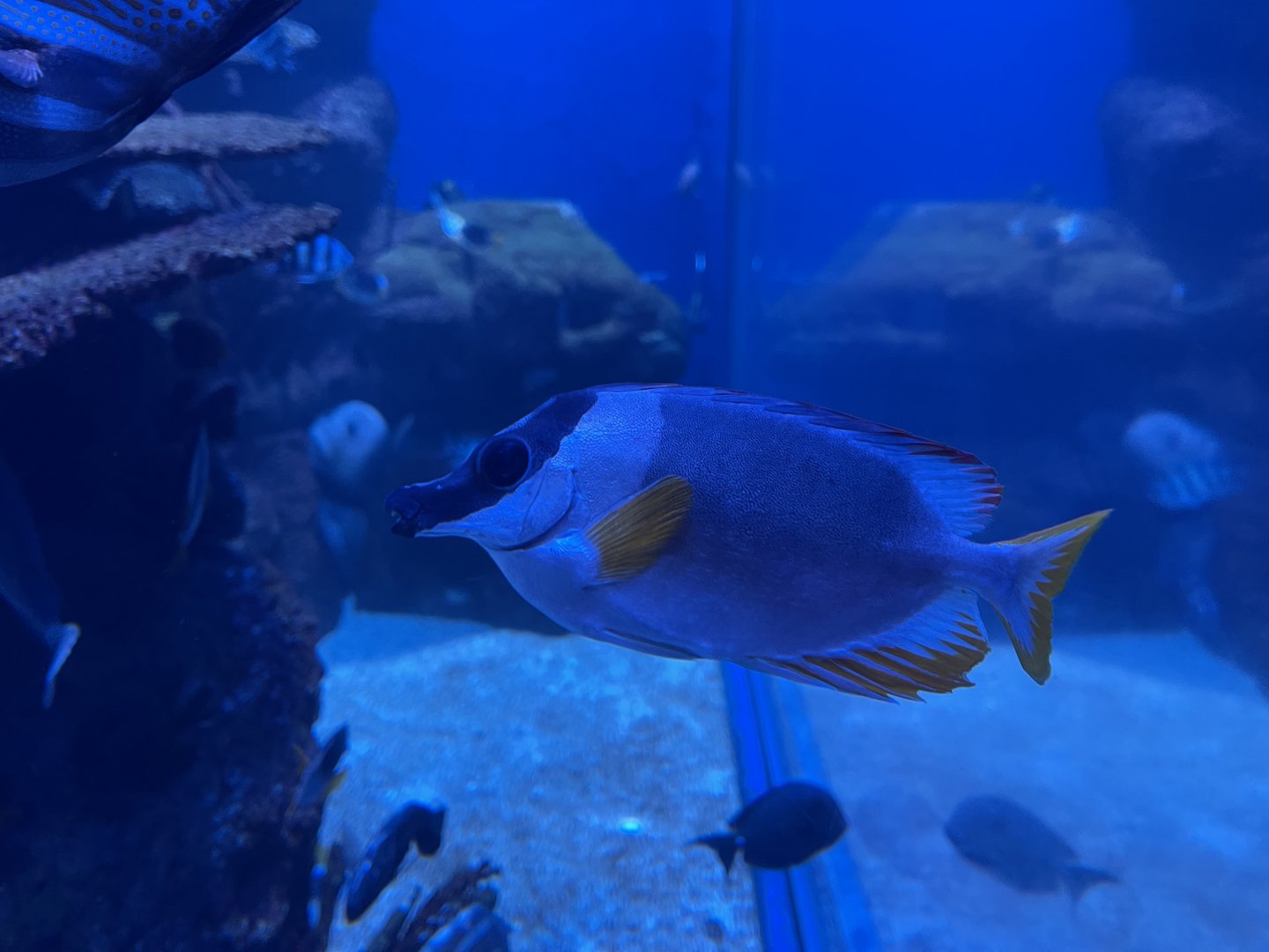 magnificent rabbitfish (siganus magnificus)
