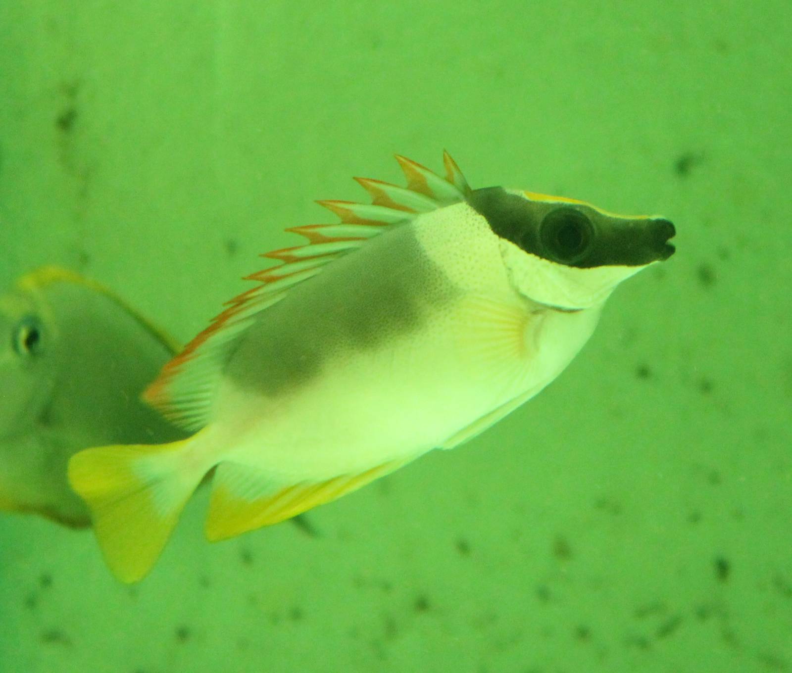 Magnificent Rabbitfish
