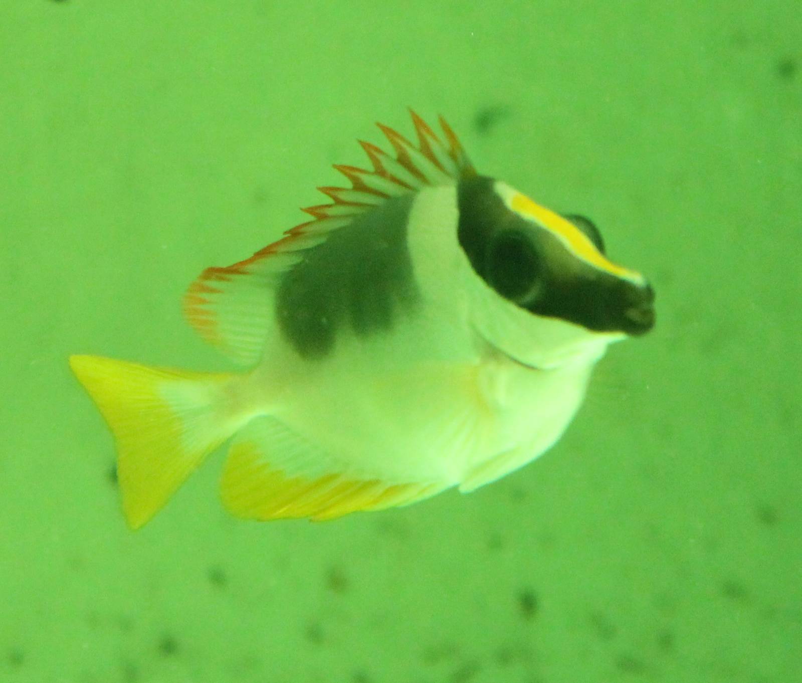 Magnificent Rabbitfish