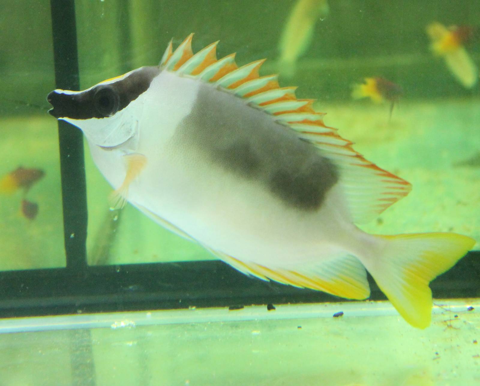 Magnificent rabbitfish