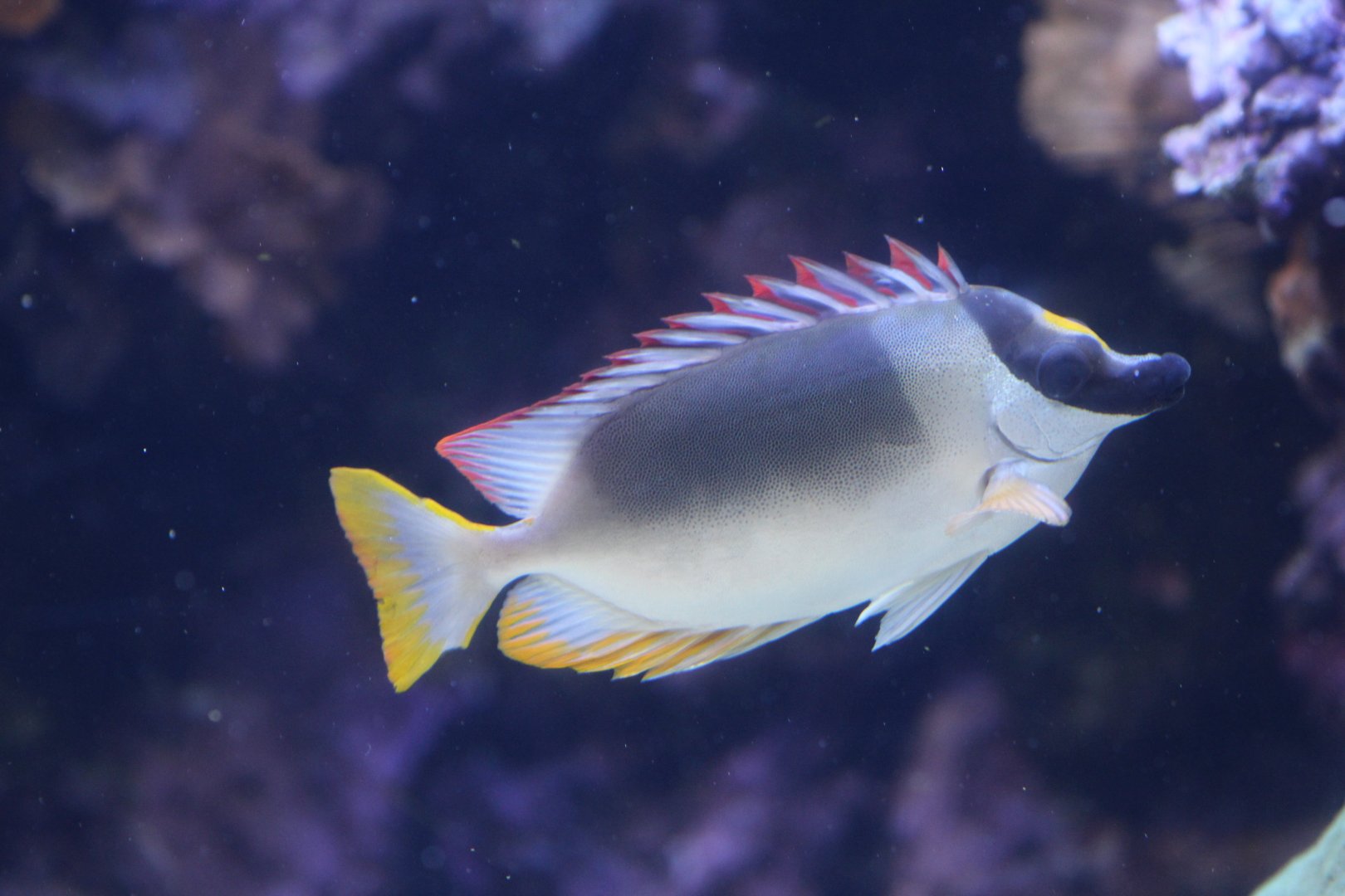 Magnificent Rabbitfish