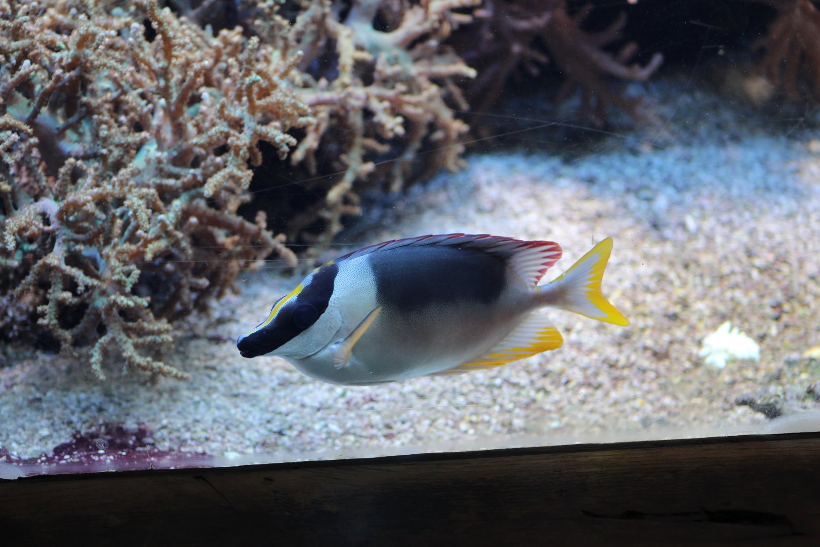 Magnificent Rabbitfish