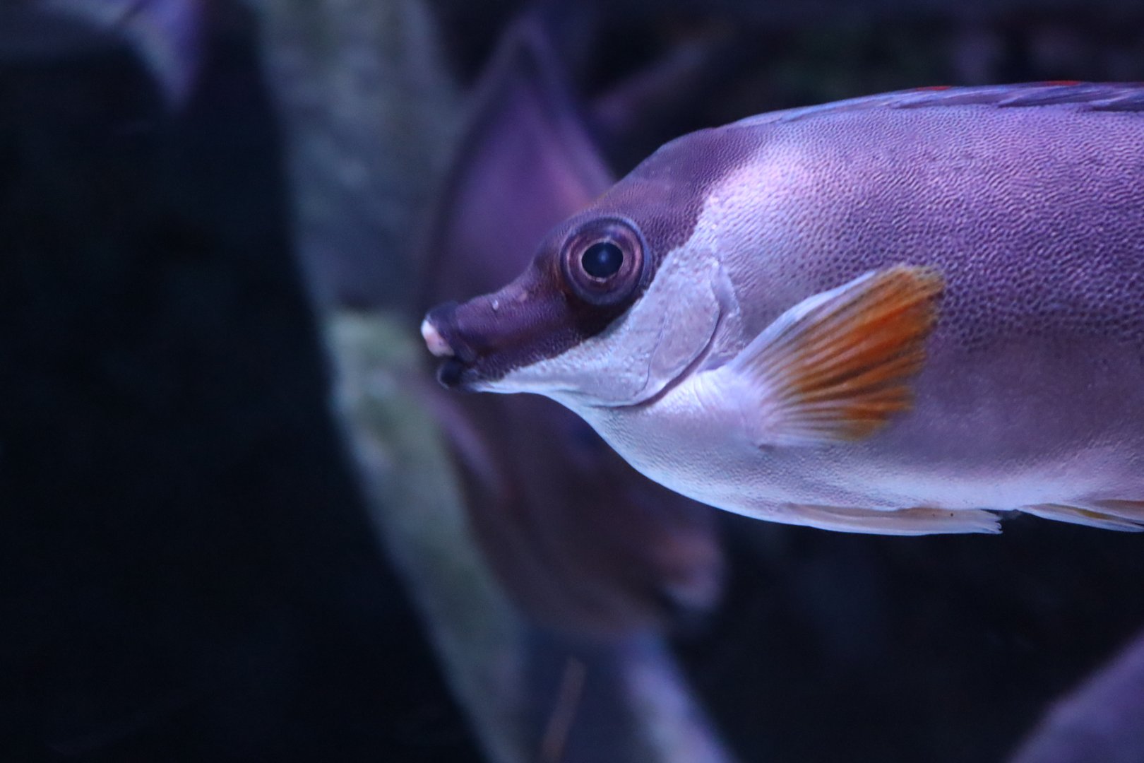Magnificent Rabbitfish