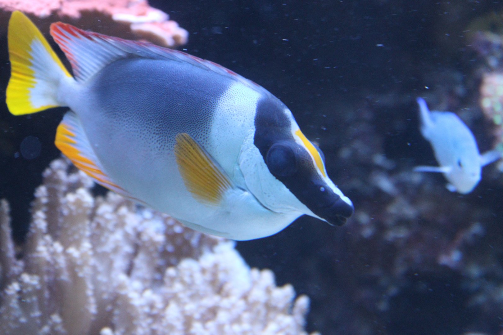 Magnificent Rabbitfish