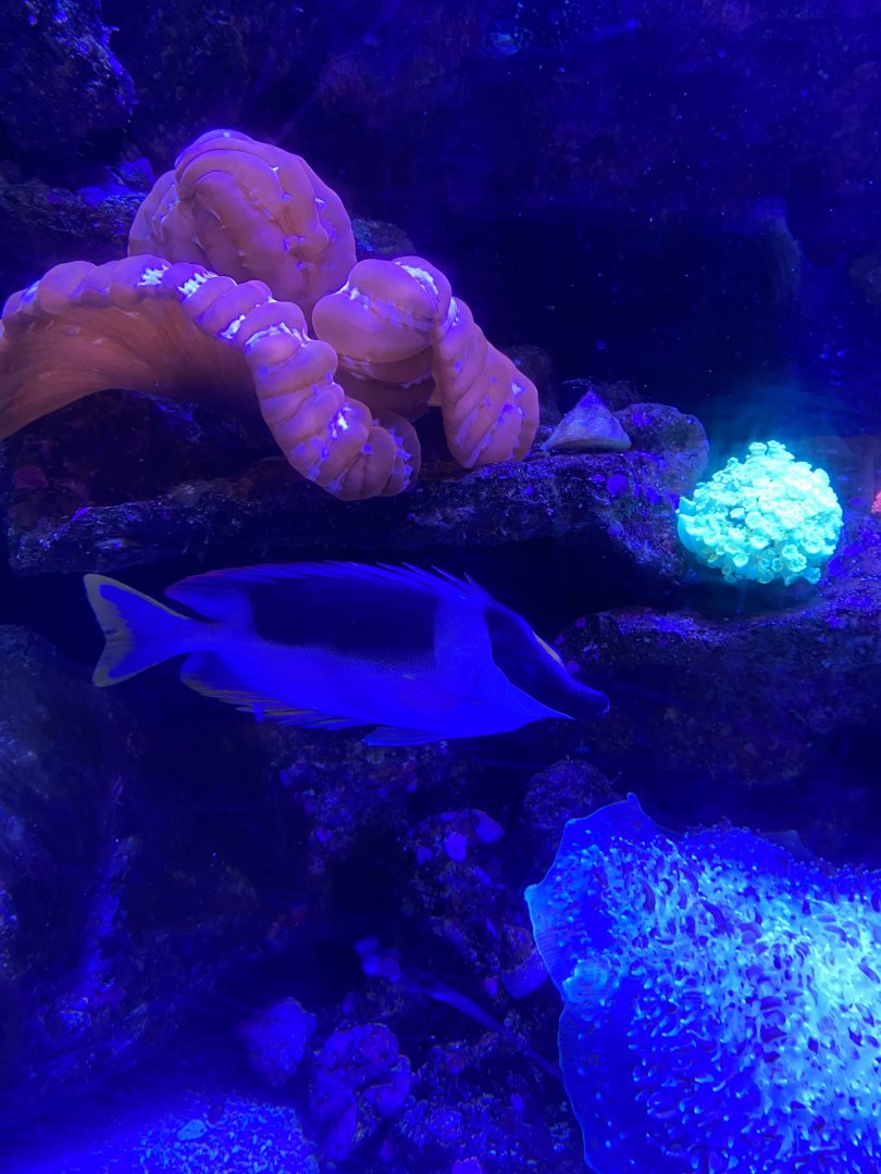 Magnificent Rabbitfish