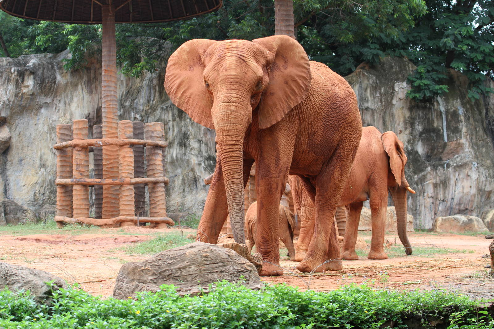 Magnificent Red Elephants
