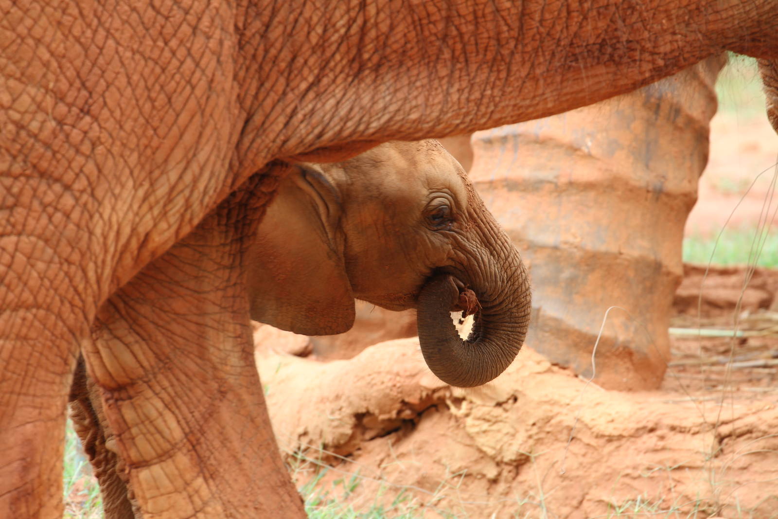 Magnificent Red Elephants
