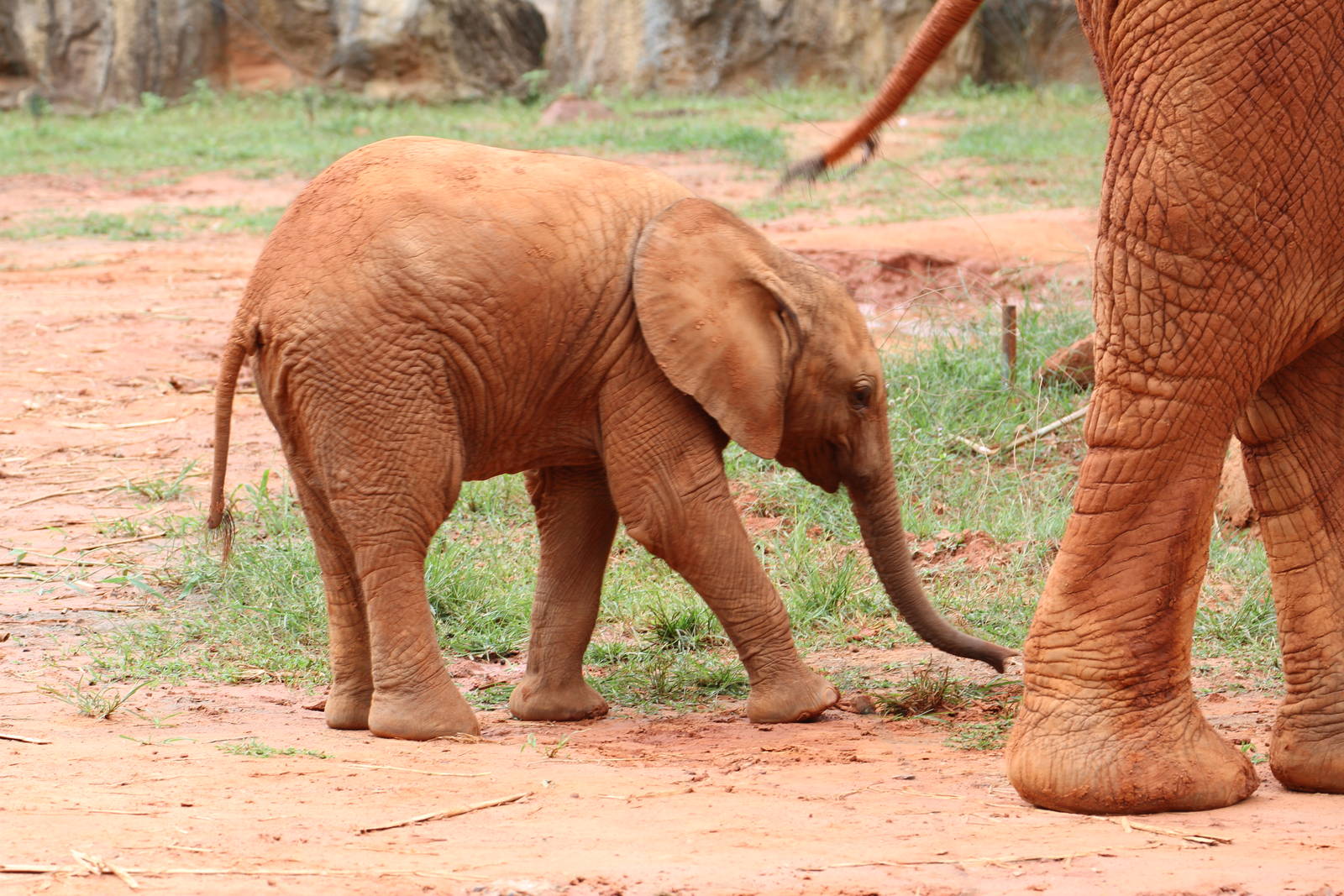 Magnificent Red Elephants