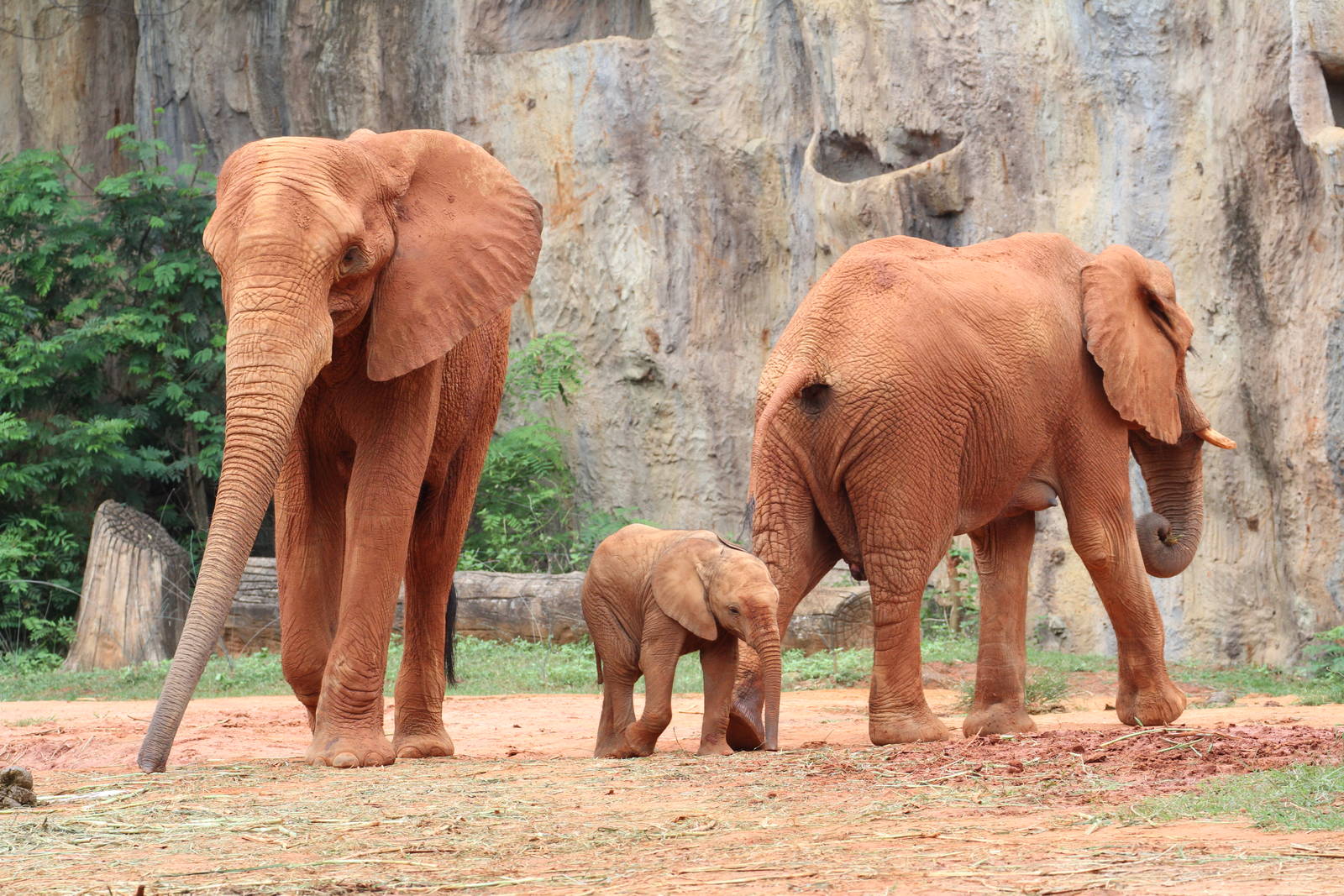 Magnificent Red Elephants