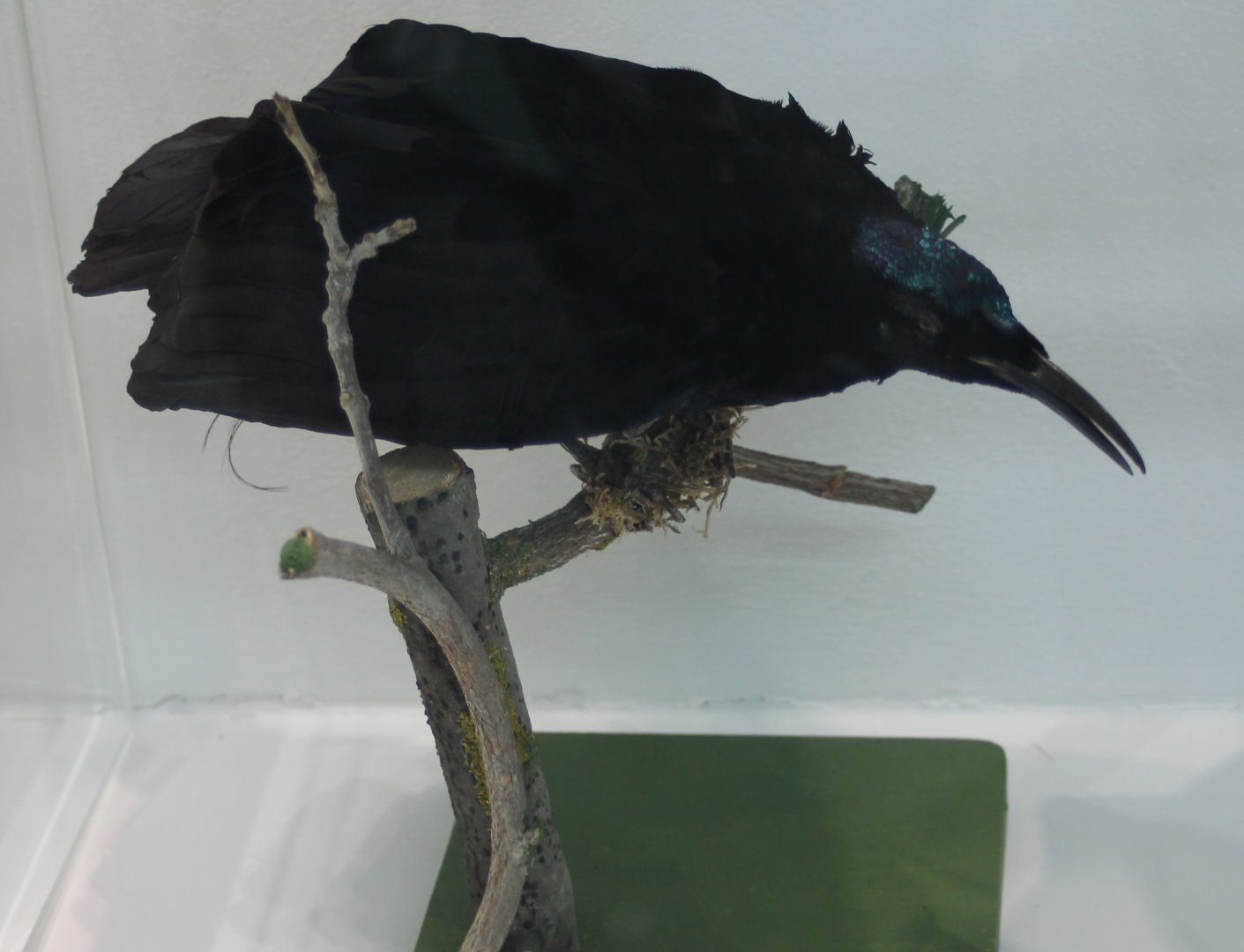 Magnificent rifflebird