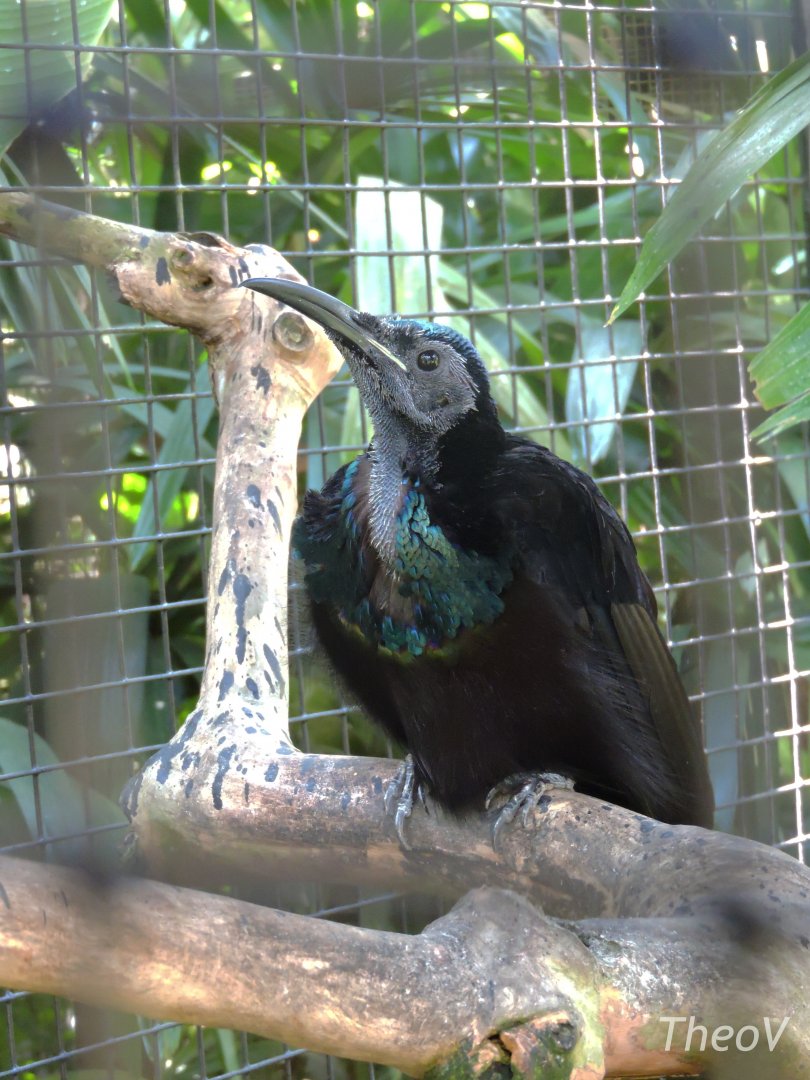Magnificent riflebird [2016]