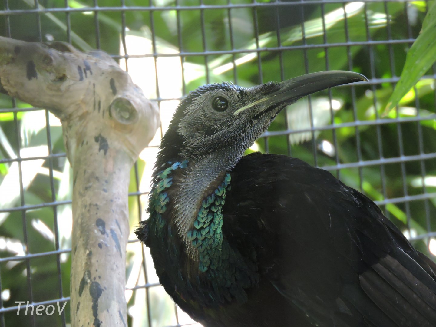 Magnificent riflebird [2016]
