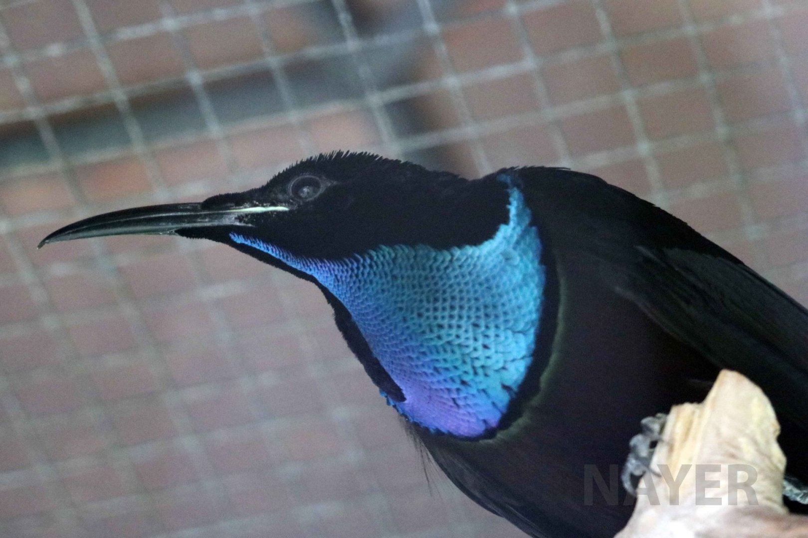 Magnificent riflebird, June 2016